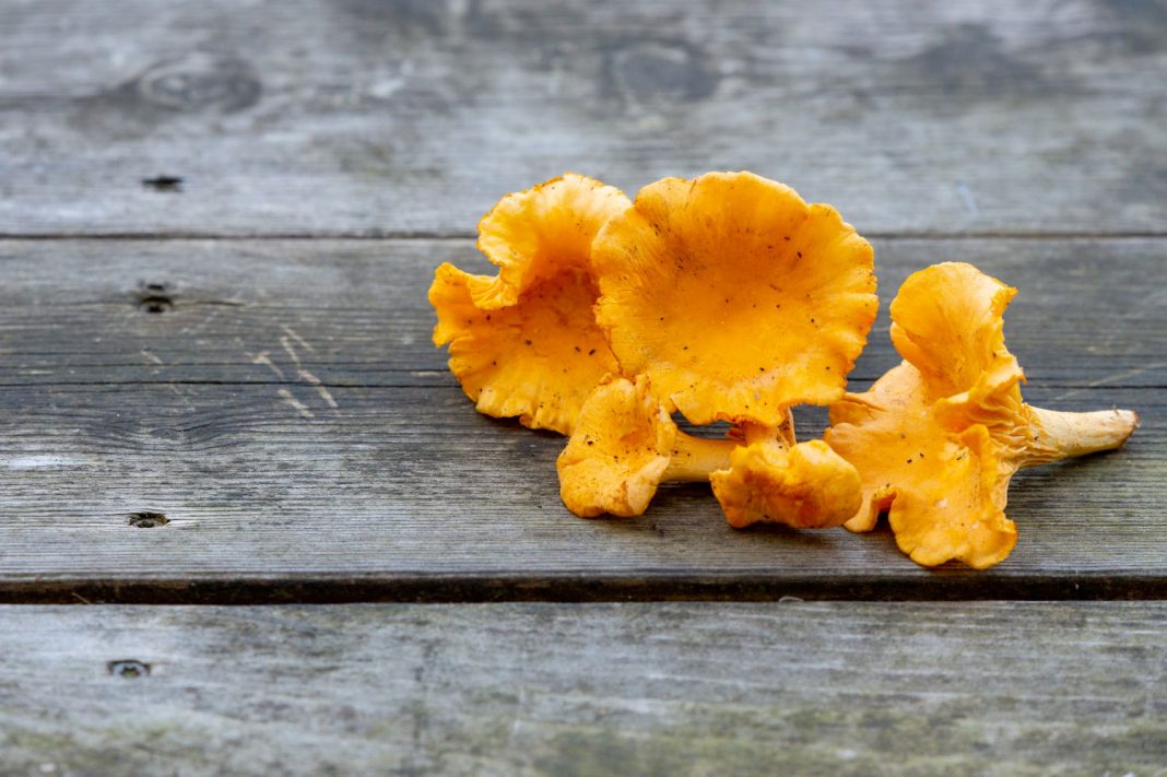 ≡ Comment Nettoyer et Préparer des Champignons