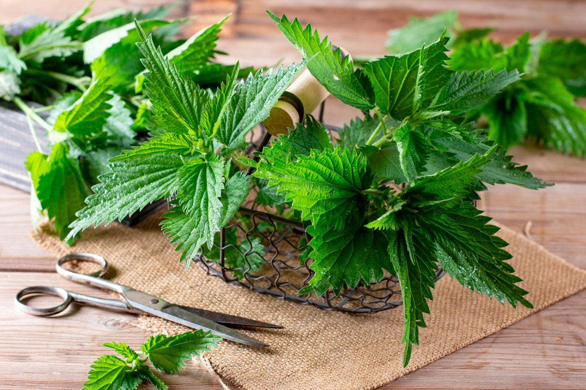 feuilles d'ortie sur une table