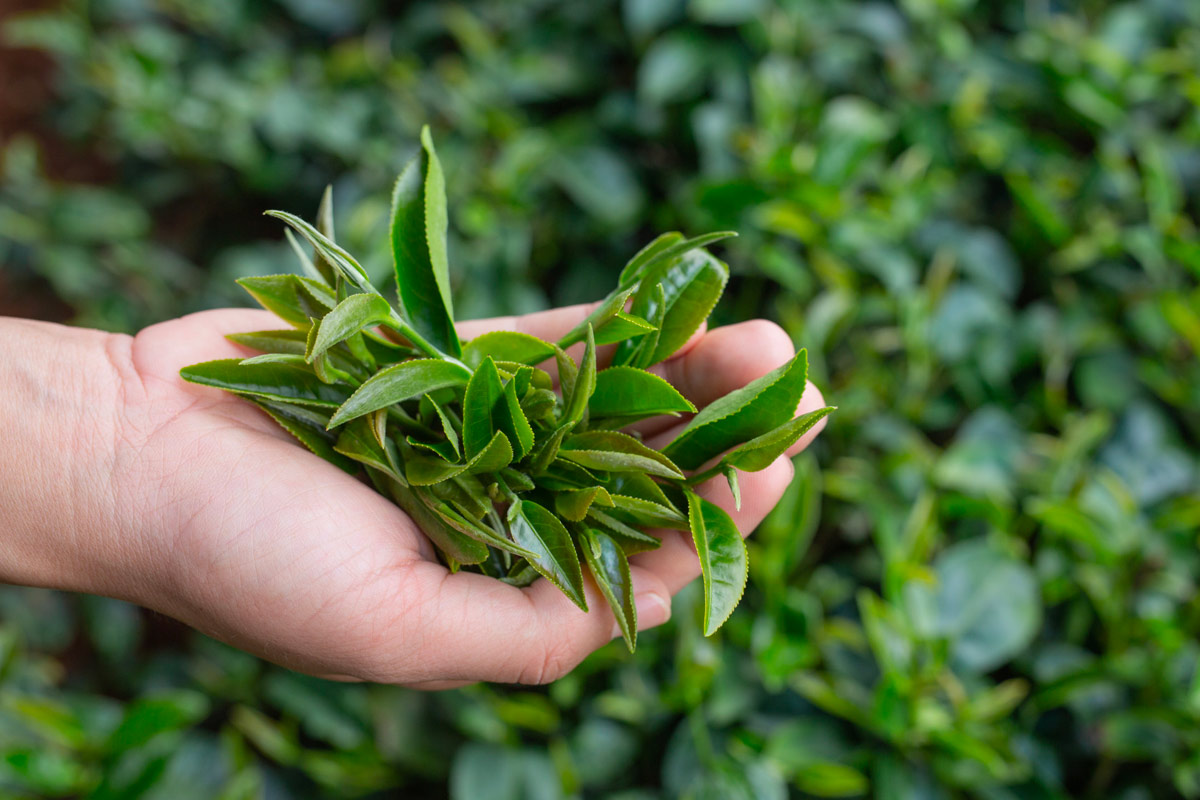 cultivation matcha