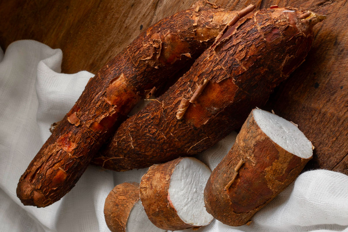 manioc