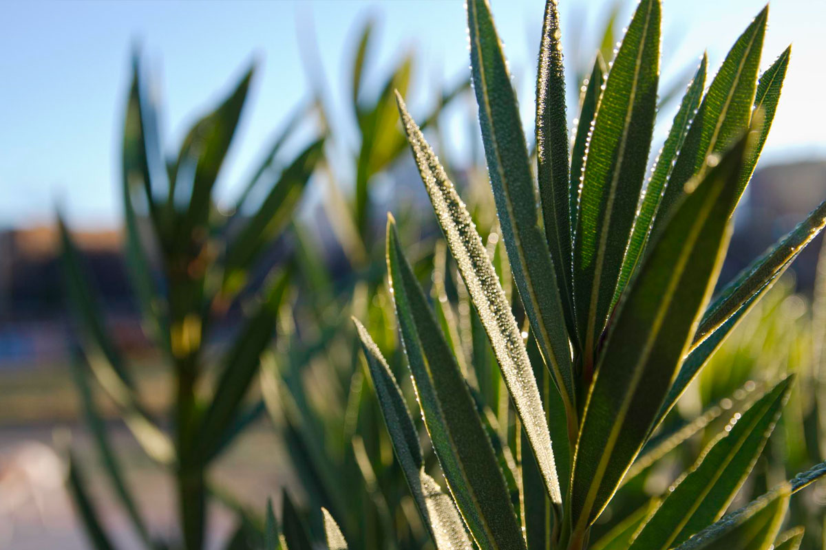 agave plante