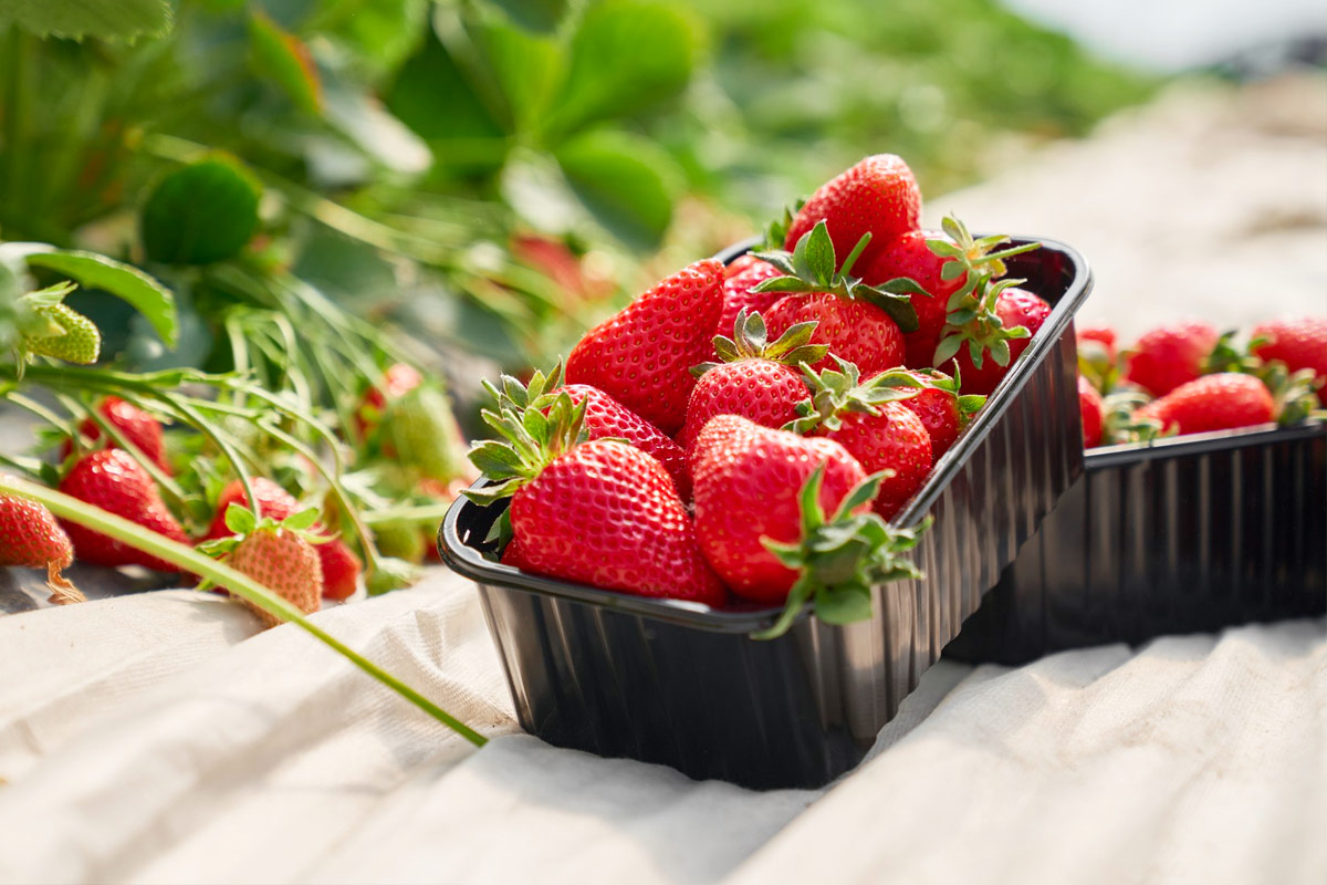 barquette de fraises