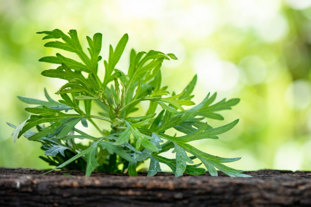 ≡ L'Armoise (Artemisia) Bienfaits, Vertus et Utilisation en Cuisine