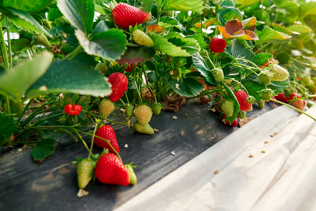 culture de fraises