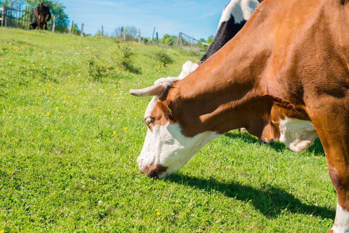 vache qui mange de l'herbe