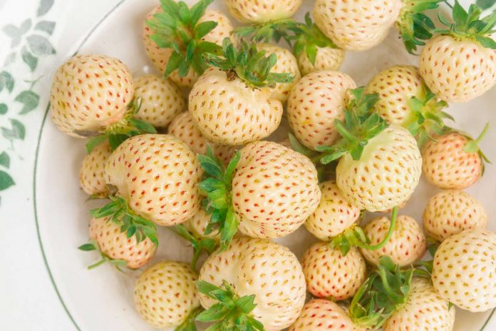 fraises blanches