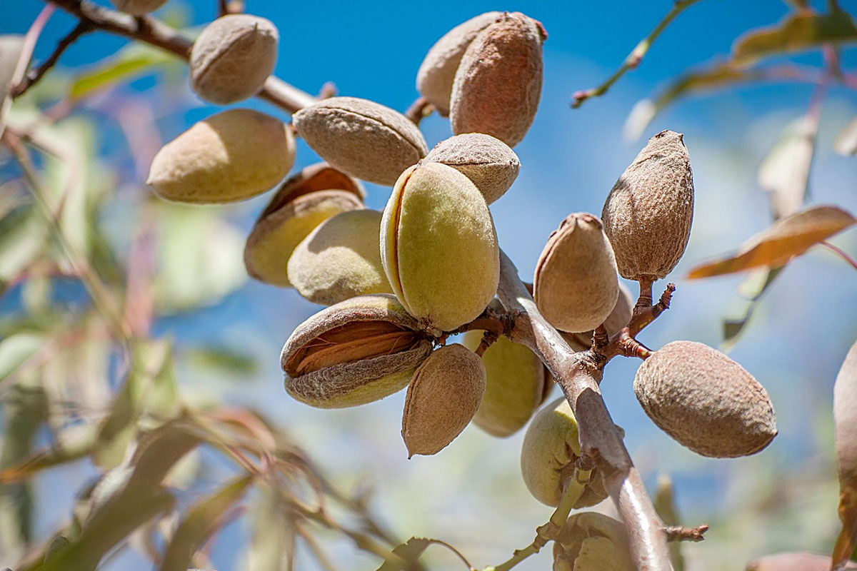 amandes sur arbre