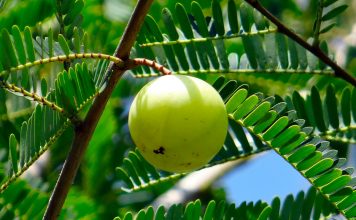 amla