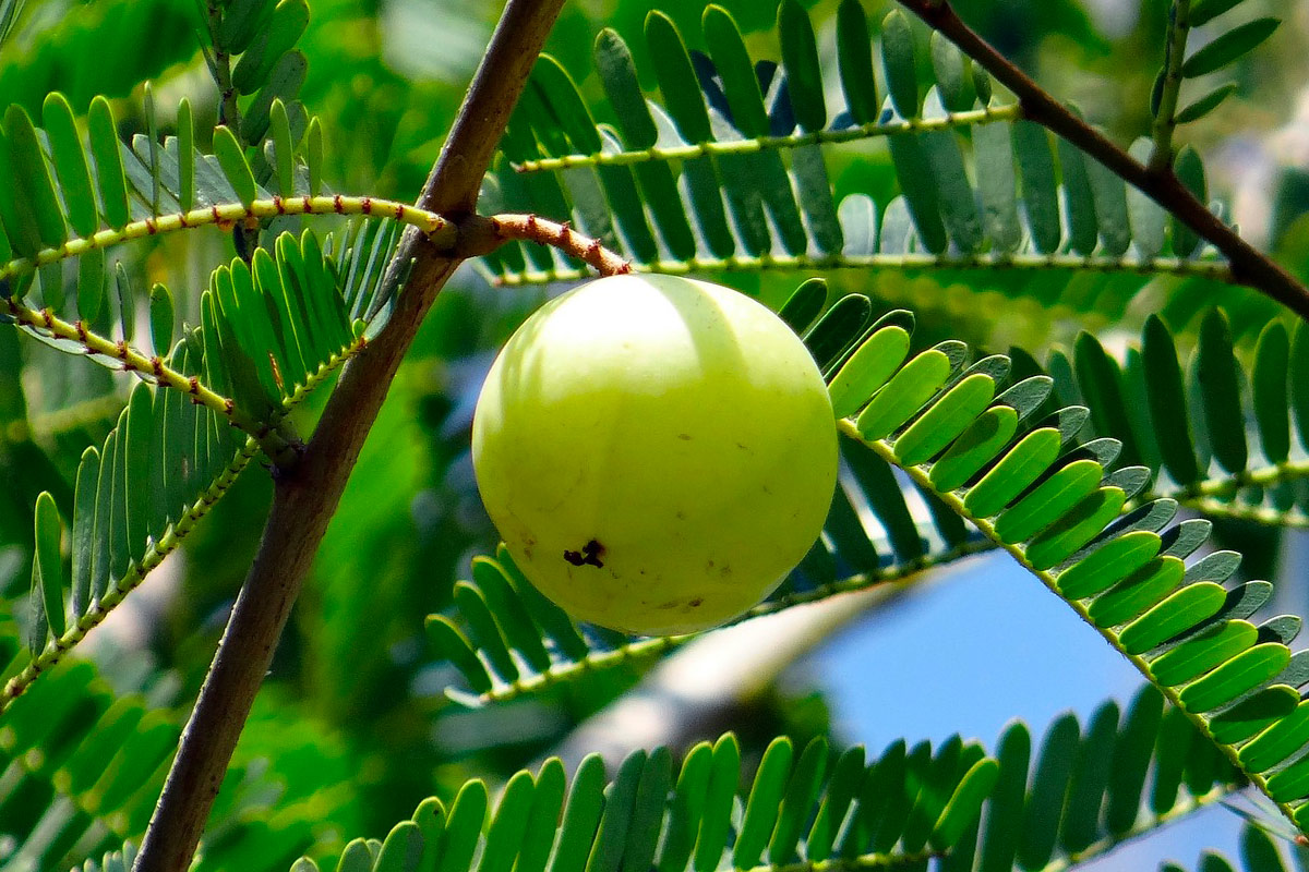 Amla : Origines, Bienfaits, Propriétés et Contre-Indications